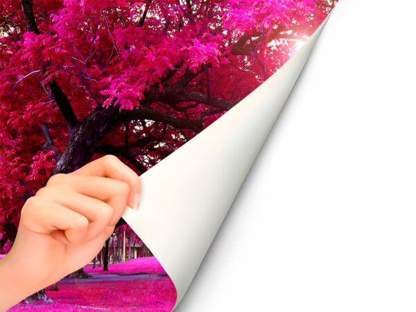 Fotomural Vinilo Árbol Ramas Rosas