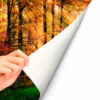Fotomural Vinilo Bosque Otoño