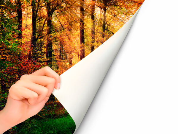 Fotomural Vinilo Bosque Otoño