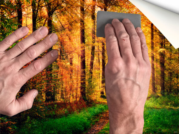 Fotomural Vinilo Bosque Otoño