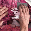 Fotomural Vinilo Bosque Rosa