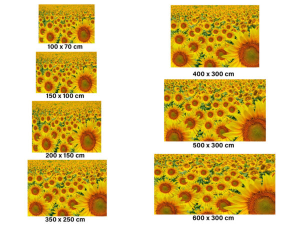 Fotomural Vinilo Campo de Girasoles 2