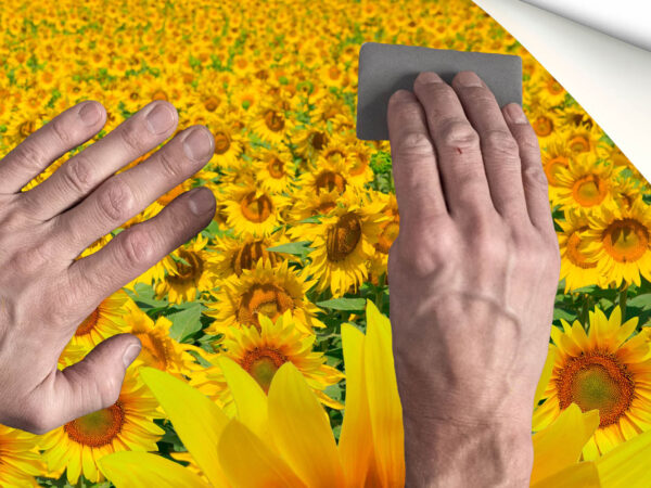 Fotomural Vinilo Campo de Girasoles 2