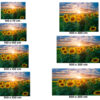 Fotomural Vinilo Girasoles Atardecer