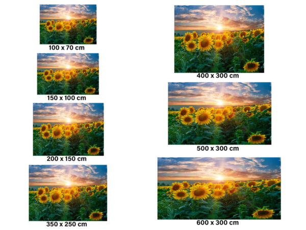 Fotomural Vinilo Girasoles Atardecer