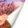 Fotomural Vinilo Camino entre Almendros