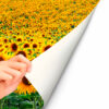 Fotomural Vinilo Campo de Girasoles