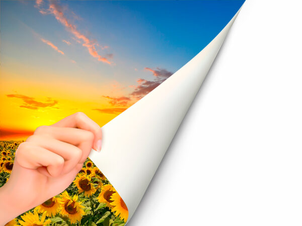 Fotomural Vinilo Atardecer de Girasoles