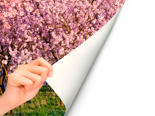 Fotomural Vinilo Almendros en Flor