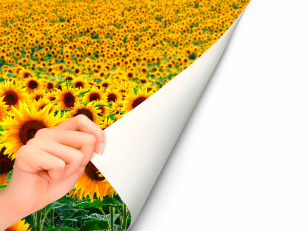 Fotomural Vinilo Campo de Girasoles