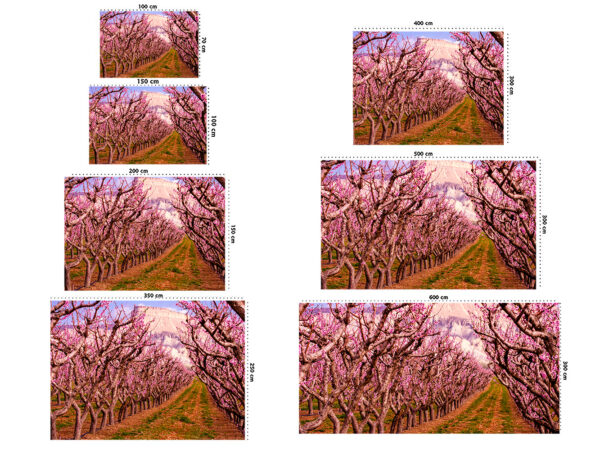 Fotomural Vinilo Camino entre Almendros