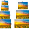 Fotomural Vinilo Atardecer de Girasoles