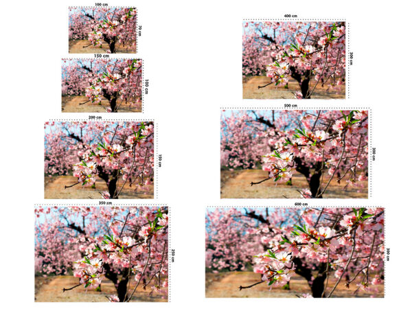Fotomural Vinilo Flores Almendro