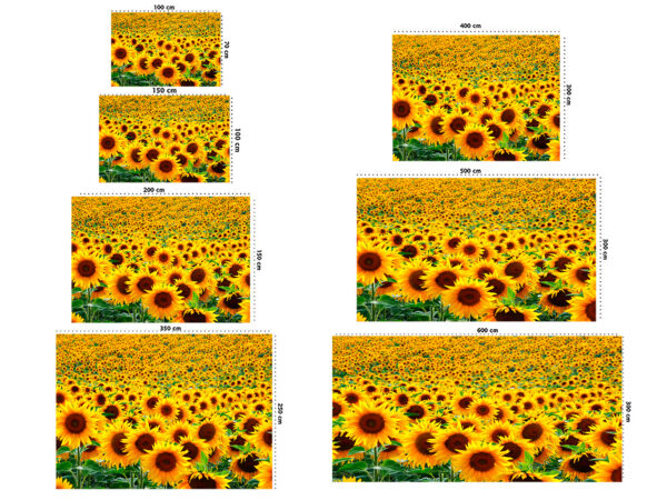 Fotomural Vinilo Campo de Girasoles