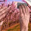 Fotomural Vinilo Camino entre Almendros