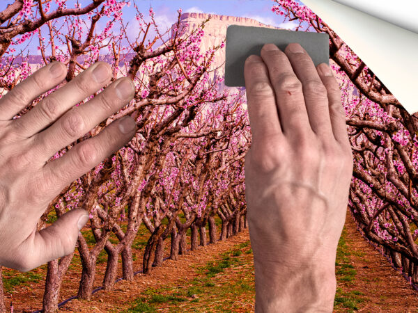Fotomural Vinilo Camino entre Almendros