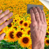 Fotomural Vinilo Campo de Girasoles