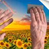 Fotomural Vinilo Atardecer de Girasoles