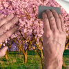 Fotomural Vinilo Almendros en Flor