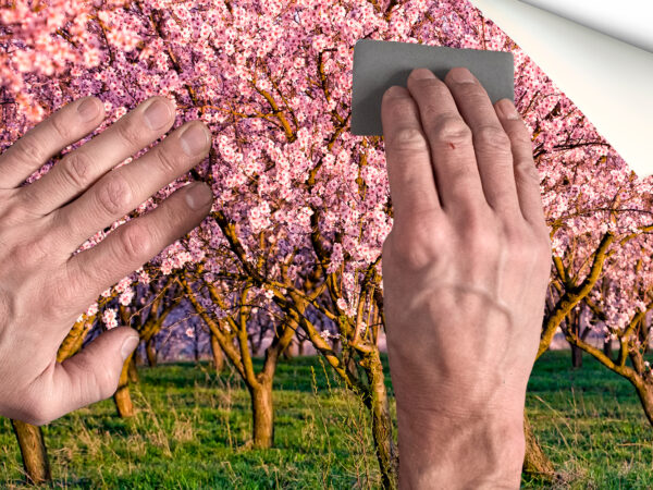 Fotomural Vinilo Almendros en Flor