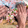 Fotomural Vinilo Flores Almendro