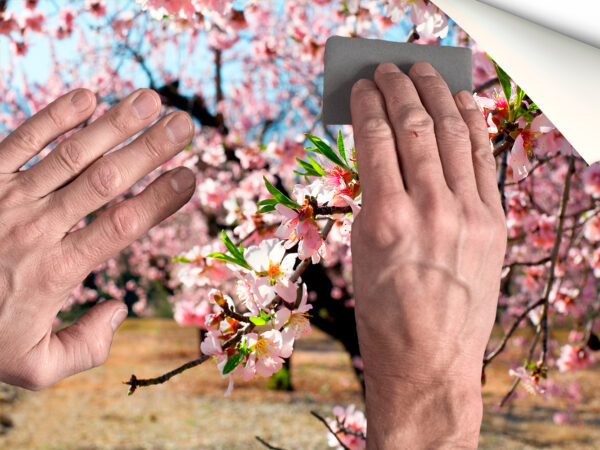 Fotomural Vinilo Flores Almendro