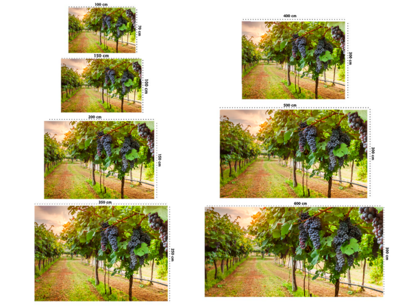 Fotomural Vinilo Viña Uvas