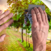 Fotomural Vinilo Viña Uvas