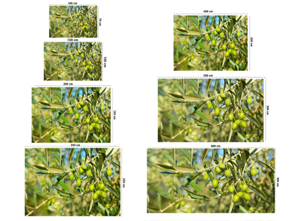 Fotomural Olivo Aceitunas