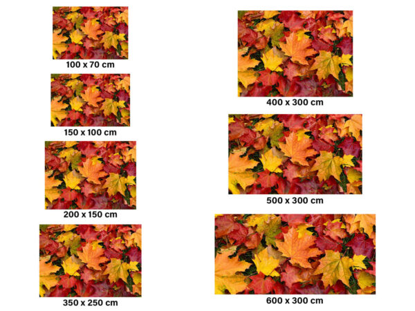 Fotomural Hojas Secas De Otoño