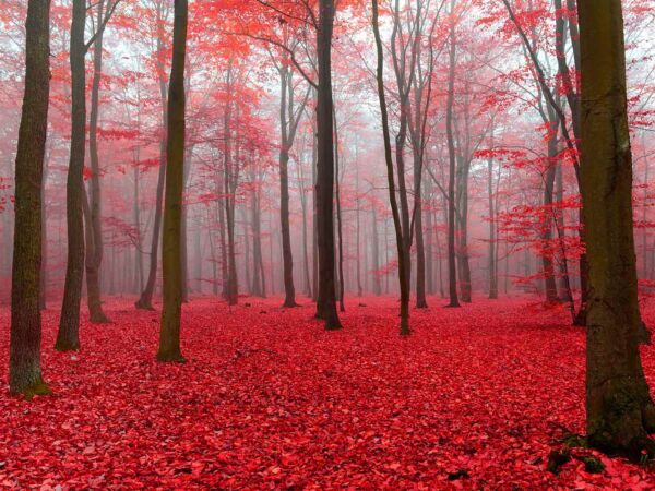 Alfombra PVC Bosque Rojo Diseño