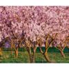 Fotomural Vinilo Almendros en Flor