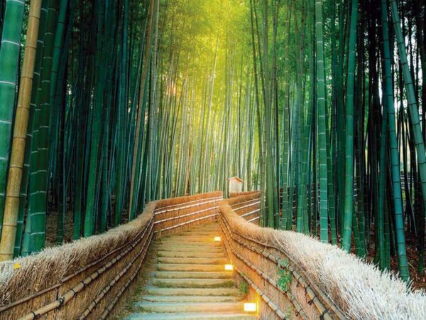 Papel Pintado Escaleras Bambú