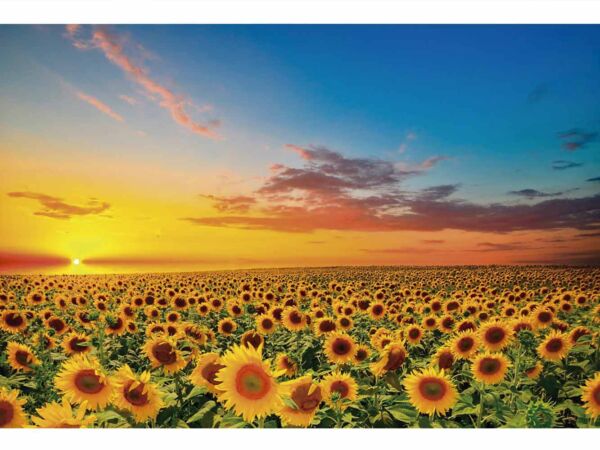 Fotomural Vinilo Atardecer de Girasoles