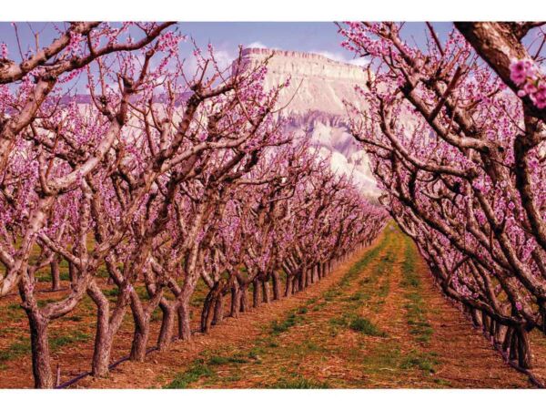 Fotomural Vinilo Camino entre Almendros