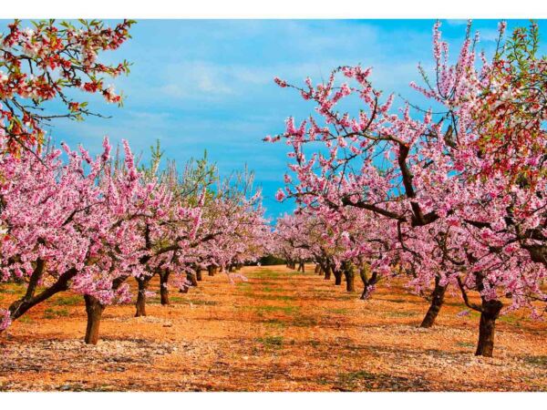 Fotomural Vinilo Camino Almendros