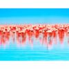 Papel Pintado Flamencos Rosados