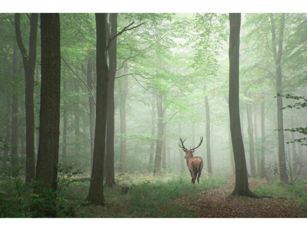 Papel-Pintado-Ciervo-En-Bosque1