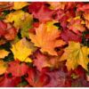 alfombra-hojas-secas-otoño-1