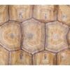 alfombra-tortuga-caparazon-1