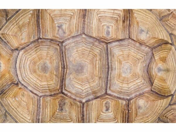 alfombra-tortuga-caparazon-1