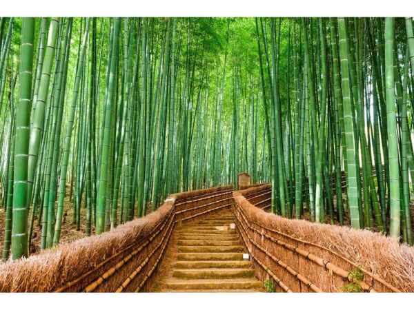 Papel Pintado Puente Bambú