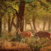 Cabecero Cama Animales Pareja Ciervos