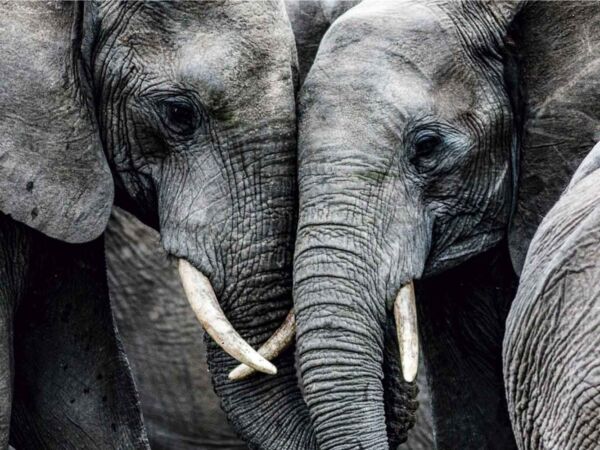 Cabecero Cama Animales Pareja Elefantes | Oedim Decor
