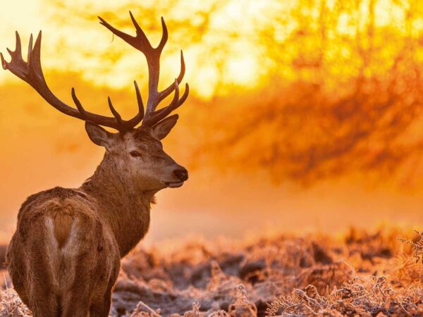 Cabecero Cama Ciervo Atardecer Diseño