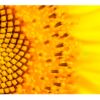 cabecero-cama-girasol-1