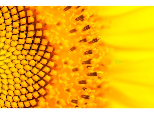 cabecero-cama-girasol-1