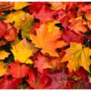 cabecero-cama-hojas-otoño-1