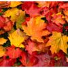 cabecero-cama-hojas-otoño-1