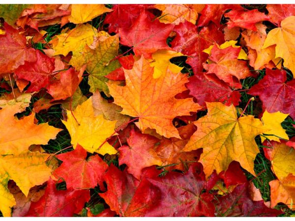 cabecero-cama-hojas-otoño-1